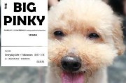 Selina的狗——一只迷人的纯种比熊犬（探寻Selina的比熊犬可爱与魅力的秘密）
