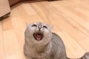 让猫咪变成“哑巴”（如何减少猫咪叫声对睡眠的影响）