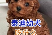 泰迪小狗的饮食需求（探究泰迪小狗喜欢吃什么狗粮）