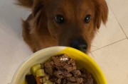 四个月的幼犬饮食指南（适合四个月幼犬的营养丰富食物及注意事项）