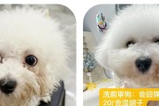 小狗剃胎毛的最佳时机（了解小狗剃胎毛的最佳时间和方法）