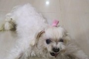 狗狗生骨刺的症状及处理方法（了解狗狗生骨刺的常见症状和应对之道）