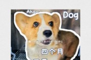 如何给小狗狗取名字？（15个创意狗狗名字推荐）