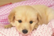 3个月大金毛如何正确喂养（养一只健康快乐的金毛宝宝，从饮食开始）