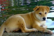 草狗的饲养方法（了解草狗，让它健康快乐）
