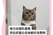 猫咪能吃鸡蛋吗？（正确喂食鸡蛋给猫咪，）