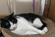 猫咪小便失禁的原因及解决方法（揭秘猫咪小便失禁的病因和治疗方案）