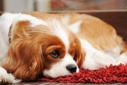 夏季狗狗养护指南（以宠物为主，关注夏季狗狗生病预防）