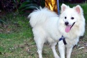 日本尖嘴犬的饲养全攻略（宠物爱好者必备，从喂养到训练全面指南）