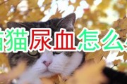 狗狗尿血，如何应对？（宠物主人必读，尿血不是小问题！）