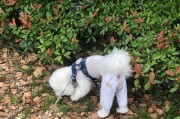 狗为什么不喜欢被人摸腿？（解析狗狗为何对腿部不感兴趣的原因）