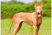 猎犬训练的关键（挑战暴躁性格，培养平和心态）