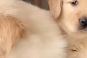 金毛幼犬为什么瘦弱？（探究金毛幼犬瘦弱的原因及如何解决）