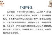探秘东方蝾螈的鲜为人知的饲养方法（揭开东方蝾螈饲养的神秘面纱，从零开始养殖它们）