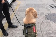 打造质感与柔顺兼得的金毛毛发护理秘籍（金毛爆毛的关键方法及养发小技巧，让你的宠物闪耀动人光彩）