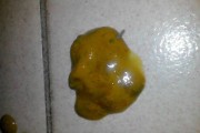 40天的泰迪为什么拉稀？（探究泰迪拉稀的原因以及解决方法）