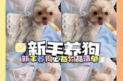 养狗必备用品——打造舒适宠物生活空间（了解养狗必备物品，给爱宠提供最佳生活环境）
