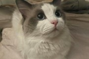 猫为什么不吃药？（揭开猫咪排斥药物的神秘面纱）