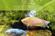 如何饲养黄曼龙鱼（成为一名合格的黄曼龙鱼饲养者，从这里开始）