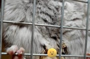 探究龙猫为何喜欢啃屁股的毛？（揭秘龙猫喜欢啃屁股毛的原因和健康影响）