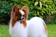 如何正确饲养蝴蝶犬（从饲养环境到健康管理，一步步教你打造健康快乐的蝴蝶犬生活）