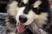 猫狗相处之谜（探索家庭宠物关系中的意外现象，了解猫狗相处的复杂性）