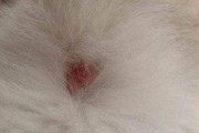 小孩猫过敏（了解小孩猫过敏症状，保护你的孩子远离过敏源）