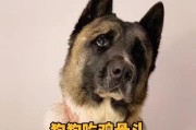 狗狗吃了鸡骨头的好处（为您的宠物提供全面的饮食和营养）
