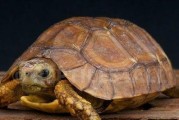 如何饲养非洲折背陆龟（掌握这些技巧，让你的宠物非洲折背陆龟能够健康快乐成长）