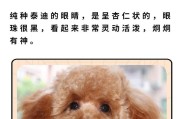 泰迪繁育中如何选择配对颜色？（探索泰迪繁育中各种配对颜色的特点和注意事项）