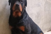 如何养好一只牧羊犬（关键时刻的培养和训练是成功的关键）