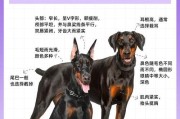 杜高犬（杜高犬三大优点解析，了解这些关键点才能真正理解它们）