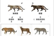 德州豹饲养全指南（德州豹养殖技巧、饲料选择、环境要求等全面解析）