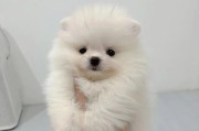 3个月大的博美犬（博美犬成长全过程揭秘，陪伴之旅无限美好）