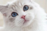 可爱粘人的猫咪——天性中的亲近与温暖（以温柔亲昵的方式萌化你的心，与你共度美好时光）