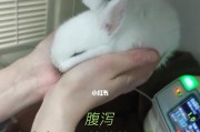 兔子拉稀的症状、原因和治疗方法（小动物养护中的常见问题及解决方案）