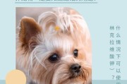 狗狗咬伤后，是否需要打狂犬疫苗？（为避免麻烦，预防为上策）