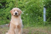 金毛犬换毛注意事项（金毛犬换毛周期及护理技巧）
