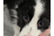 狗狗走丢了怎么办？快速找回它的方法！（不要急，有办法找回你的狗狗！）