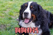 如何正确给狗狗奖励（选择适合狗狗的奖励食物）