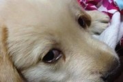 狗狗为什么会流眼泪？（探究狗狗眼圈红流眼泪的原因及解决方法。）