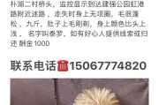 缓解泰迪狗闹狗导致的身体不适的方法（如何让泰迪狗安静下来，避免身体不适？）