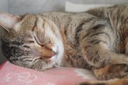 让猫咪安静入眠的秘诀（晚上让猫咪乖乖入睡，享受宁静夜晚）