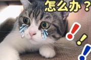 猫咪年老后牙龈问题的处理方法（铲屎官需学四步骤，帮助猫咪缓解牙龈问题）