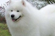 日本尖嘴犬的饲养指南（以专业的饲养方法，打造健康快乐的宠物生活）