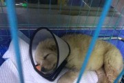 犬细小病毒的传染、治疗与预防（掌握犬细小病毒，呵护爱宠健康）