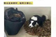 狗在房间拉屎的原因及解决方法（了解狗的行为和建立正确的排便习惯）
