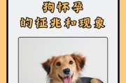 狗怀孕期间禁食食物详解（了解狗妊娠期的饮食禁忌，给你的爱犬健康的宝宝）