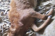 以德牧吃什么吐什么——解析德国牧羊犬消化系统的原因（德国牧羊犬吐吃物的原因分析及预防方法）