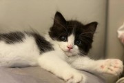 什么时间买猫猫最合适？（选择猫猫的最佳时间点，为您和猫猫带来幸福。）